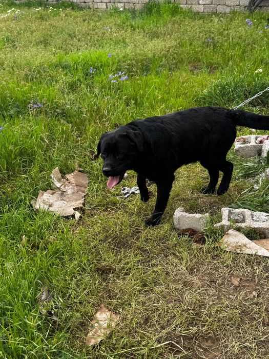 Чистокровный лабрадор