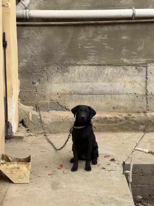 Продается лабродор черного цвета