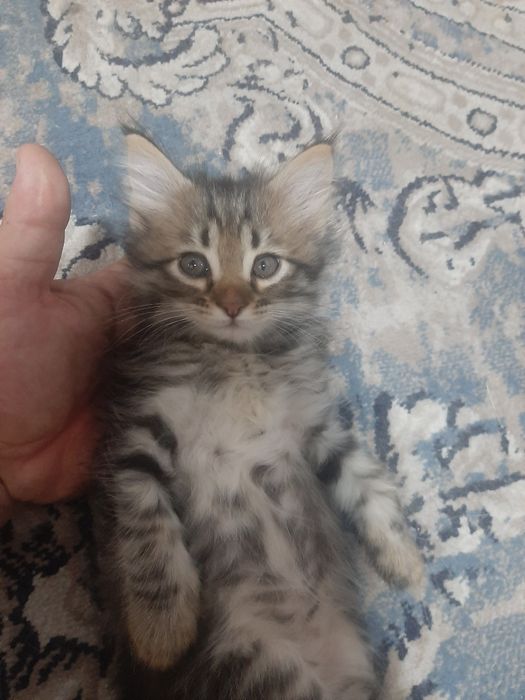 Отдам троих котят в хорошие добрые руки БЕСПЛАТНО