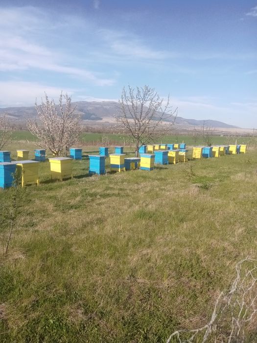 Пчелни отводки (малки пчелни семейства)