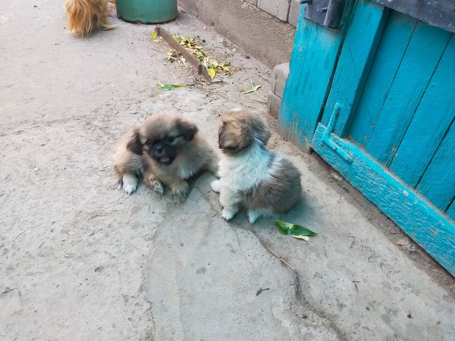 Чистокровные щенки Пекинеса