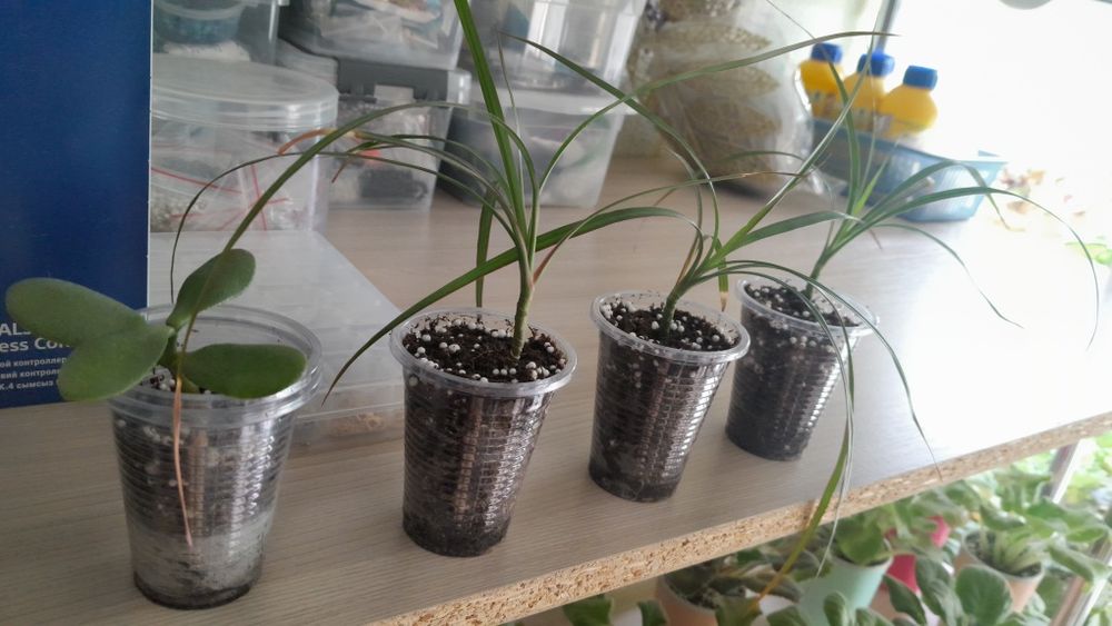 Драцена и дерево