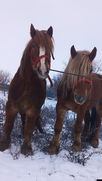 Vând pereche de harmasari