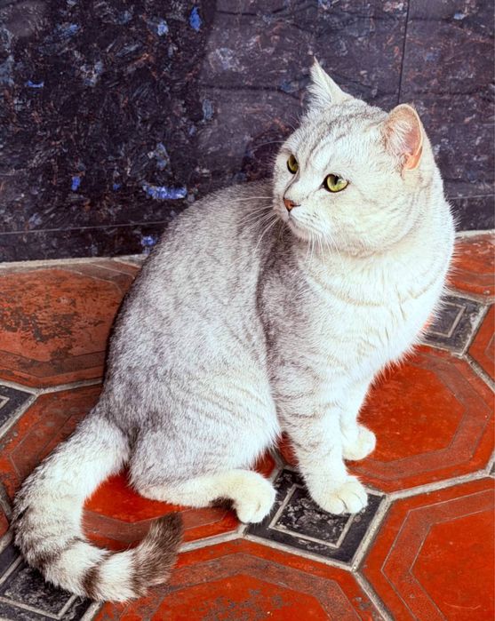 Britanskiy Serebristiy