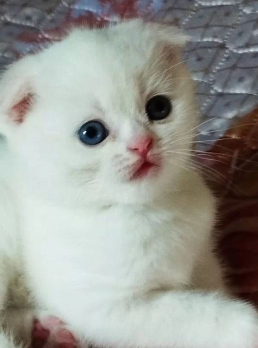 Шотландские котята
