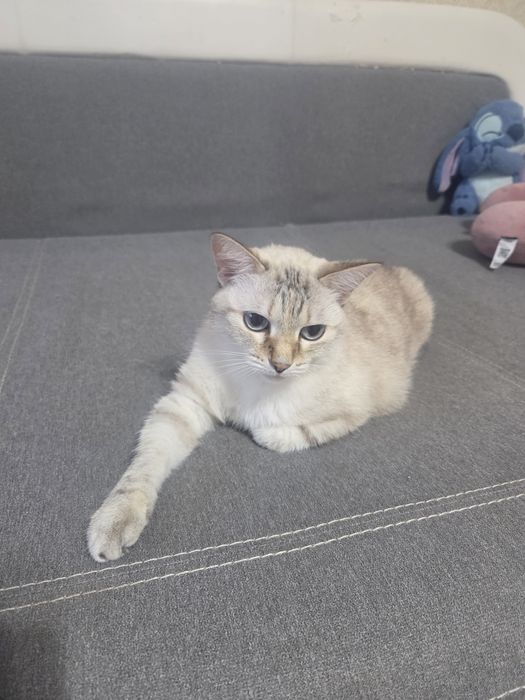 Отдам в добрые руки,кошку