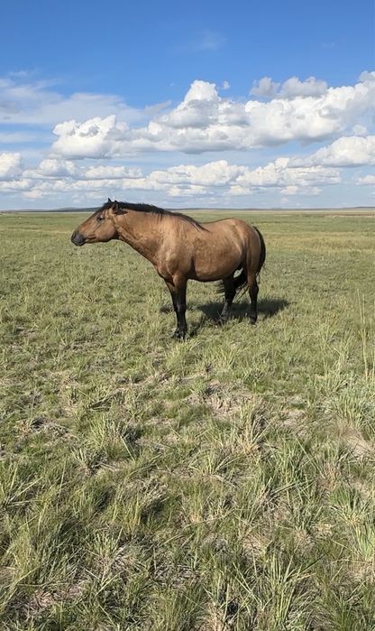 Айгыр мугалжар 4 жасар