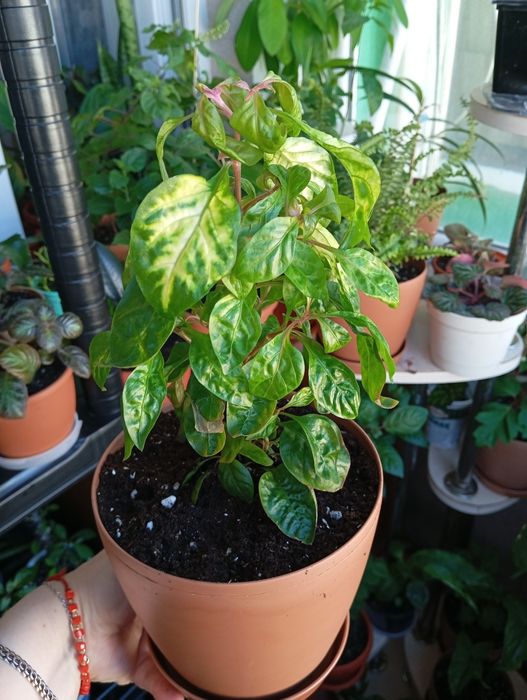 Продам комнатные растения