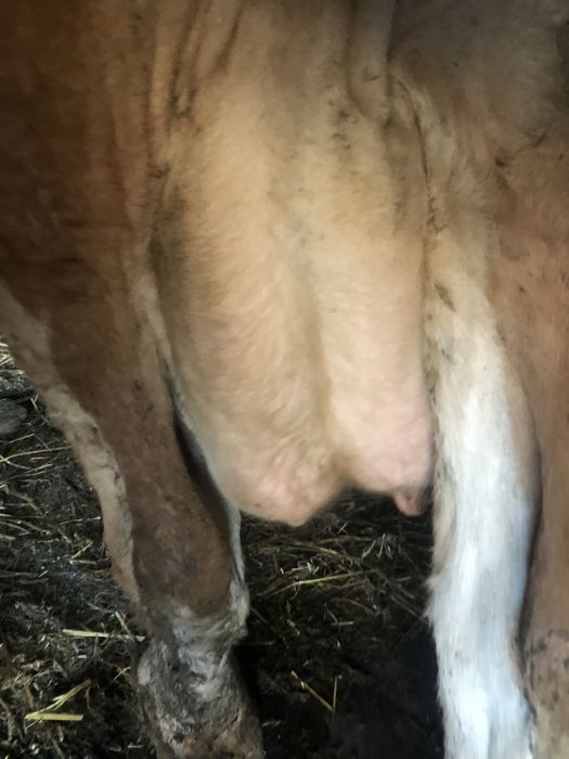 Vând vacca gestanta ân 5 luni cu 15 kg lapte