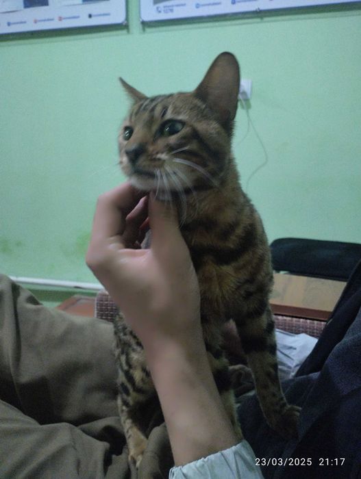 Bellan mushugi juda aqlli mushuk