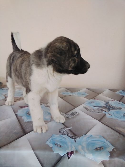 Алабай чистокровный