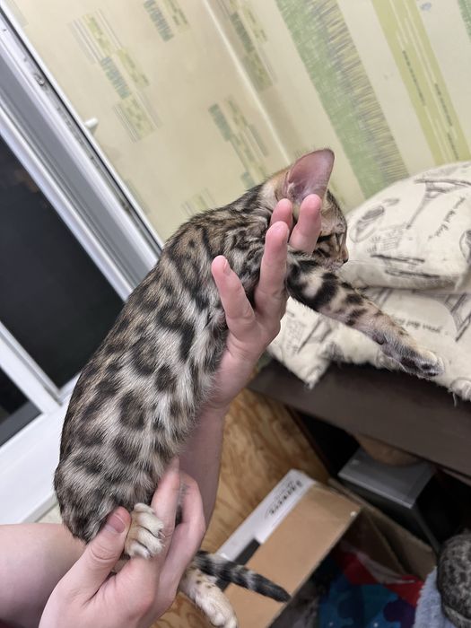 Котята Бенгальские