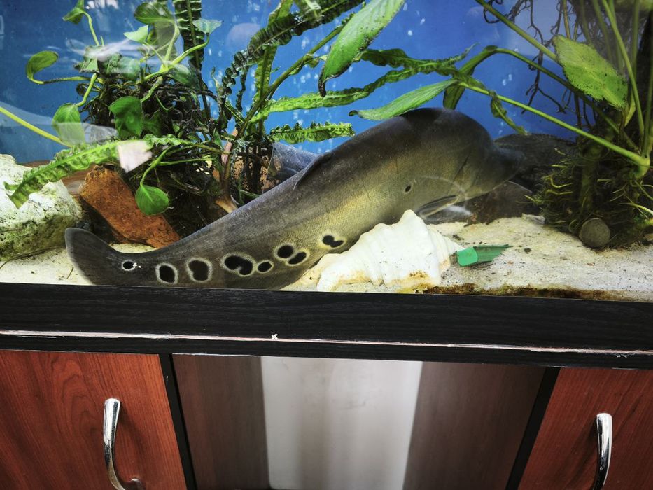 Рыбки индийский меч, попугай и другие