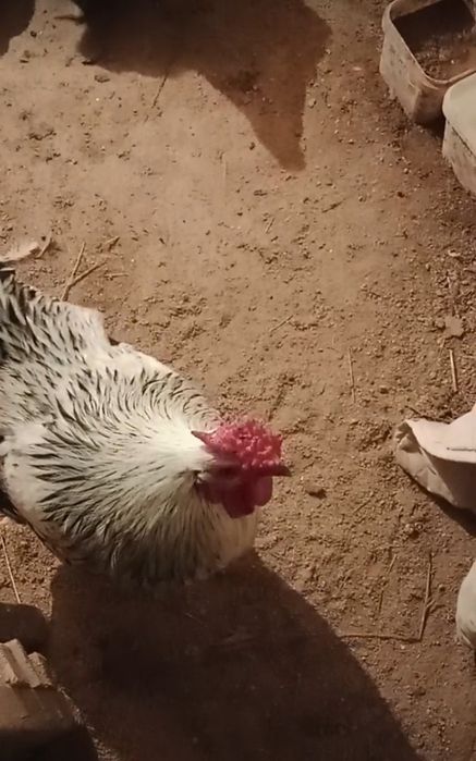 Қораз сатылады жас қораз