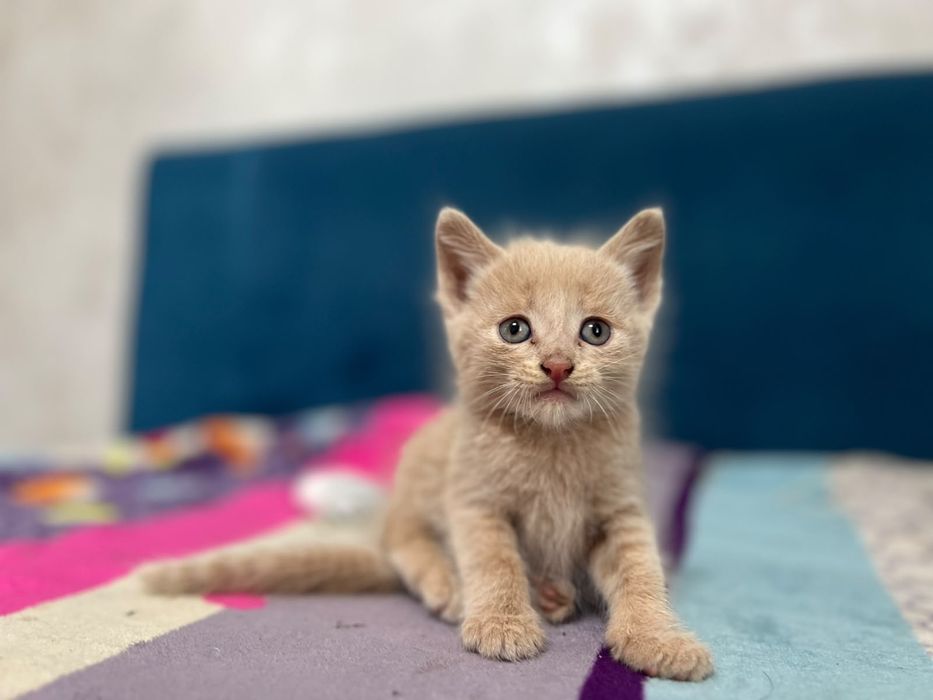 Кошка и котята отдам