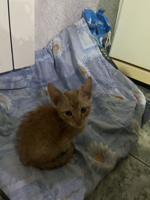 Отдам кота в добрые руки