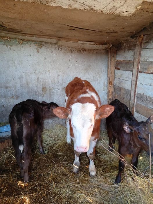 Vițel baltat de vanzare