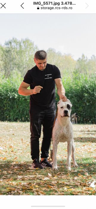 Mascul Dog Argentinian/Campion