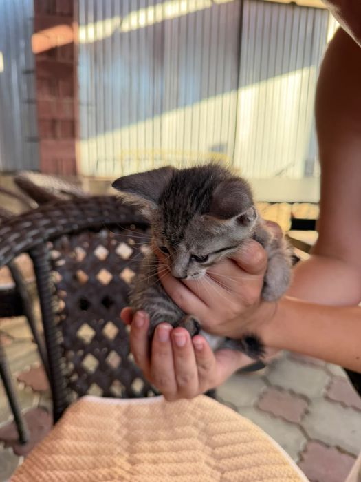 Котёнок в добрые руки