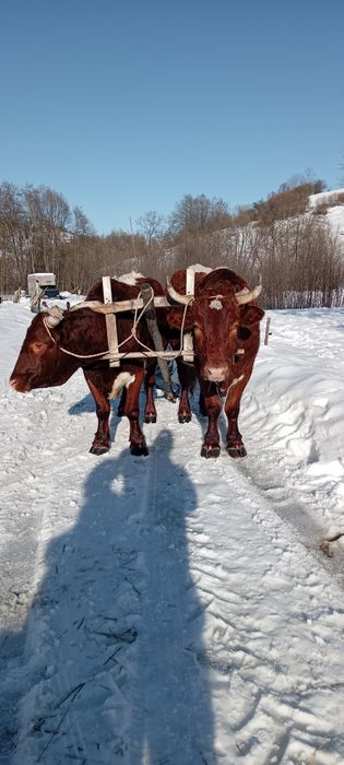 Vind boi la garanție pentru  muncile agricole