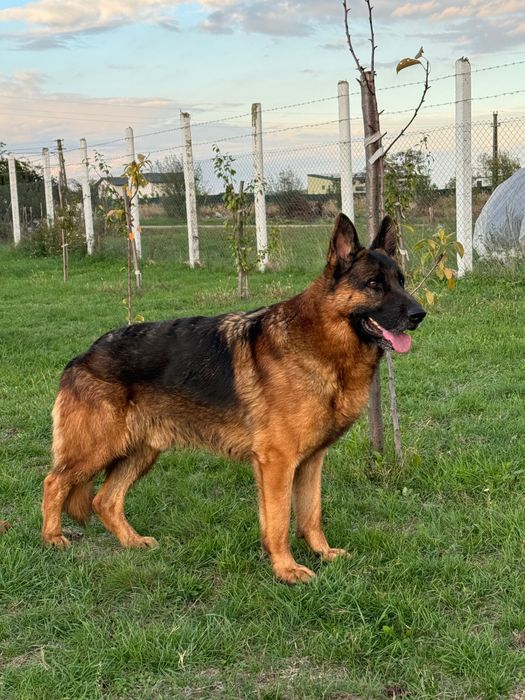 Pui ciobanesc german