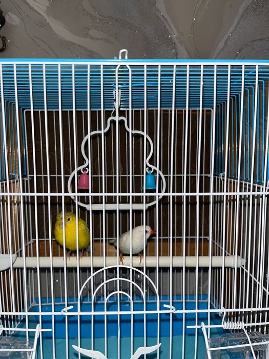 Qush kanareyka sotiladi