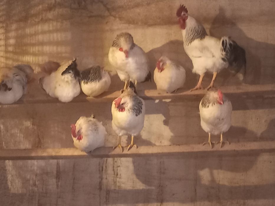 Яйцо Инкубационные