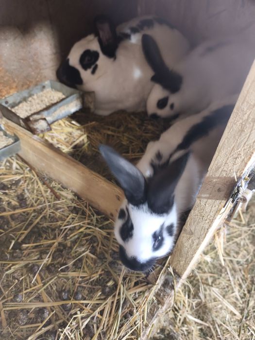 Iepurii Uriaș german