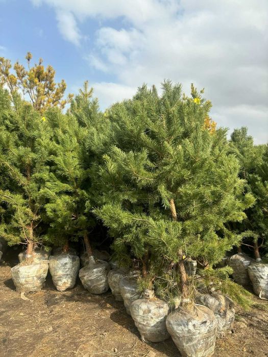 Сосна 2м туя можжевельник