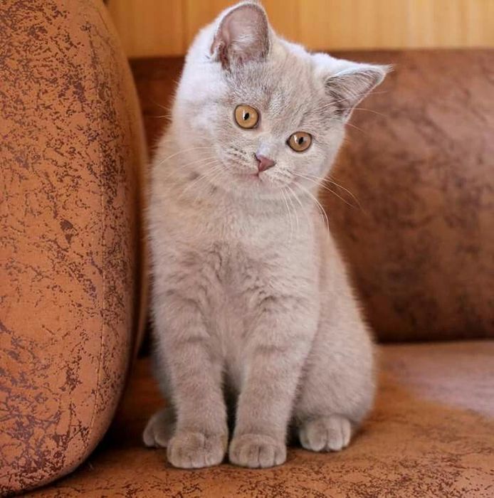 Продаются британские короткошерстные котята.