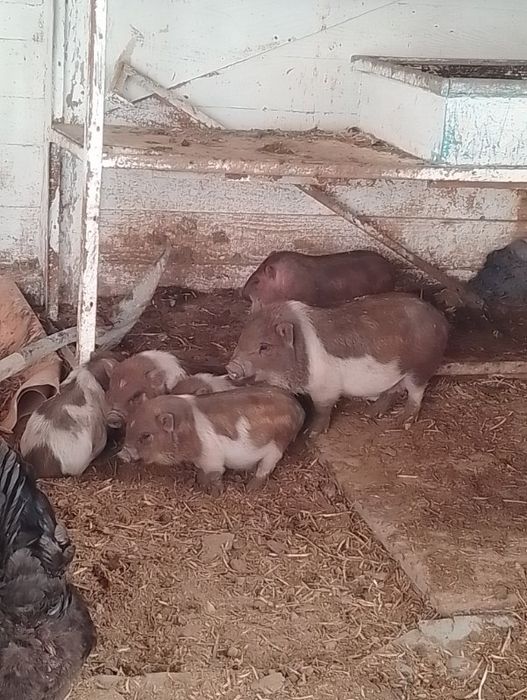 Виетнамски прасета