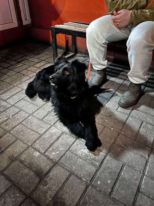 Пропала собака Алматы