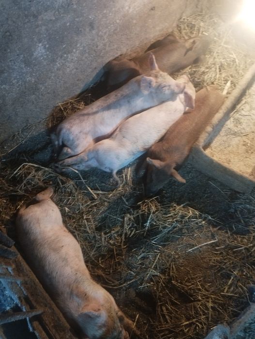 Продам месячных  поросят