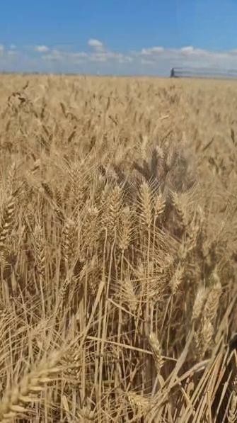 Vand grâu panificație și de sămânța