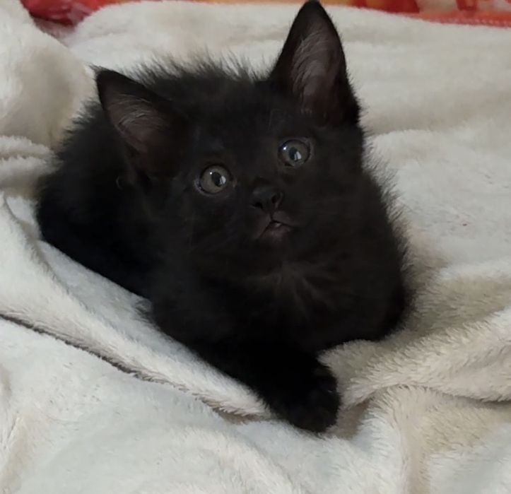 котенок 2 месяца девочка