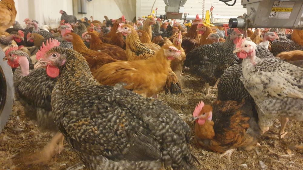 Pui alb de carne și rasa mixta