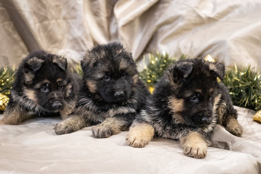 Елитни немски овчарки