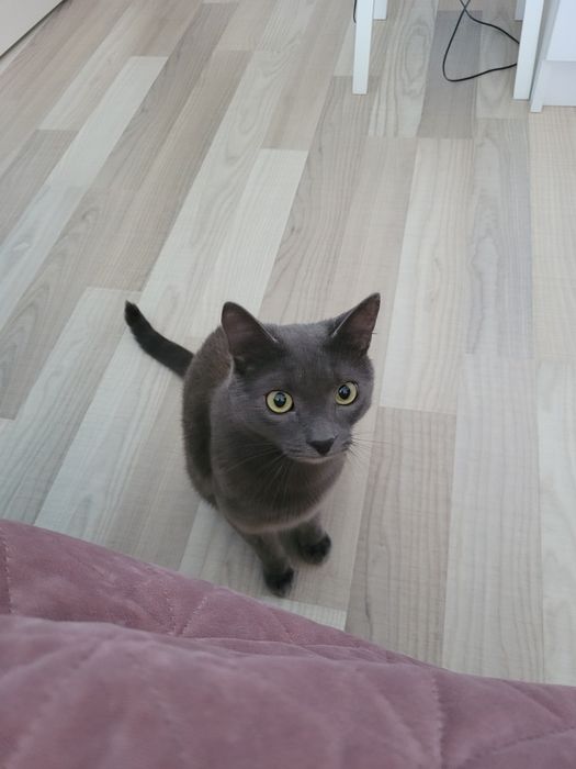 motan spre adoptie