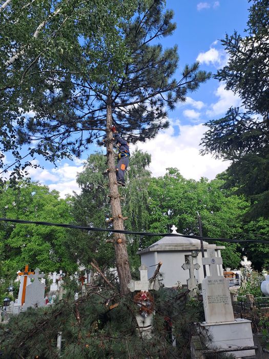 Tăierii Arbori/Alpinism Utilitar/Toaletare/Fasonare Copacii/Rapid.