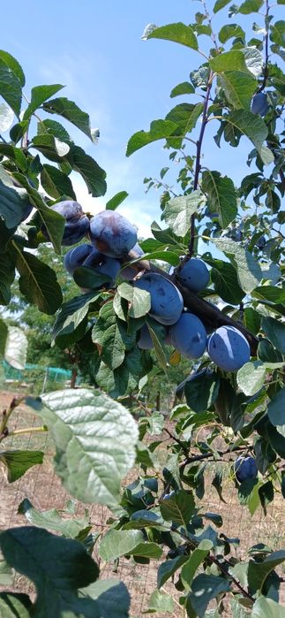 Vind   prune   pentru  consum  gem  compot