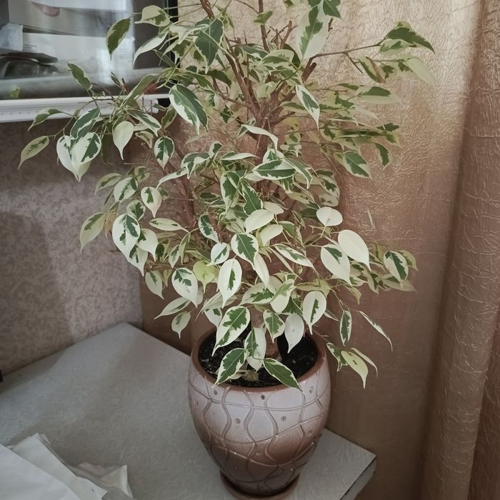 Продам фикус Бенджамина