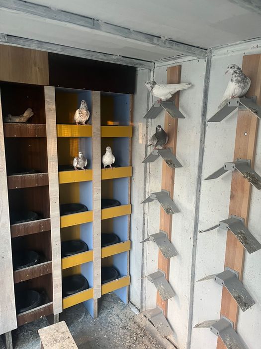 Пазарджишки високолетци