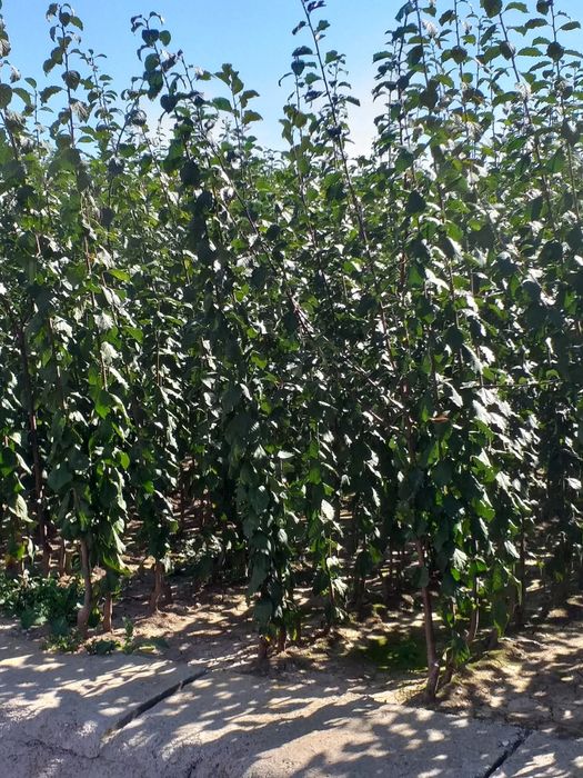 Pomi fructiferi diferite soiuri disponibili Simburesti olt!