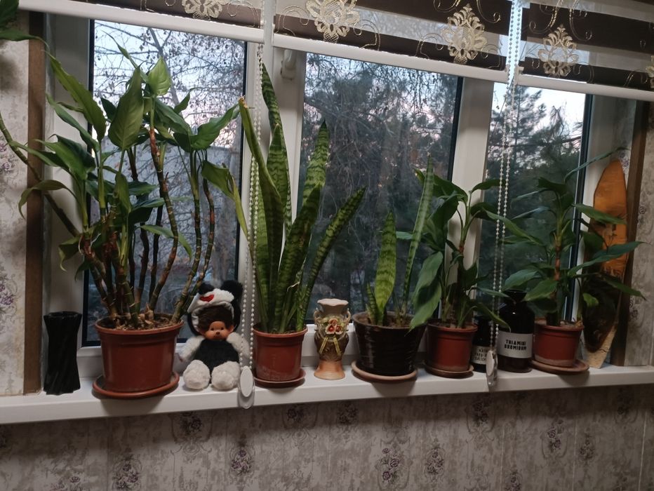 Продам цветы,три штуки на сто тысяч, любые