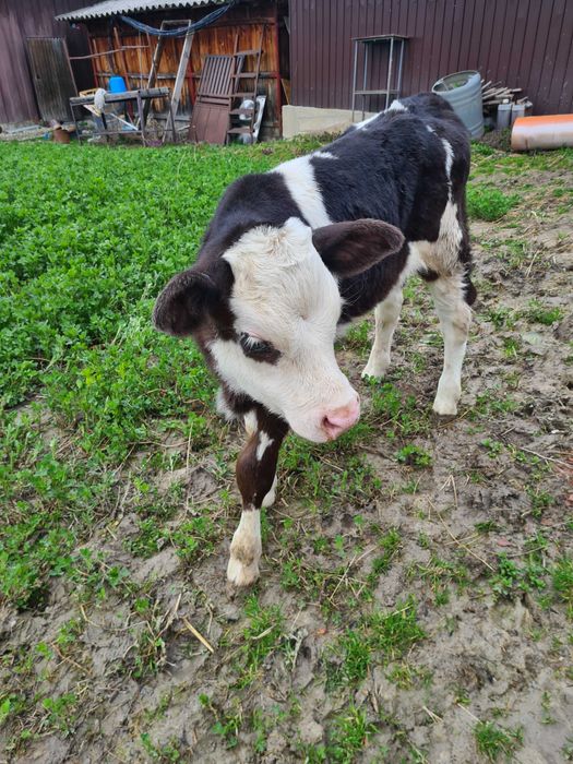 Vand taurasi de rasa sugari