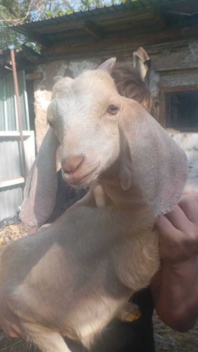 Козлята мальчики