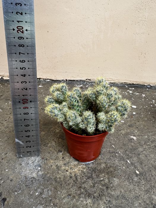 Кактус Mammillaria elongata
