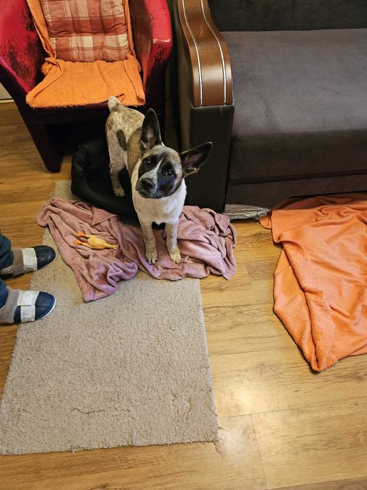 Donez pui de 4 luni metis Akita American