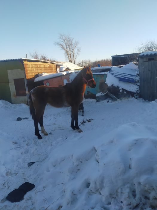 Продам тайчика только с поля