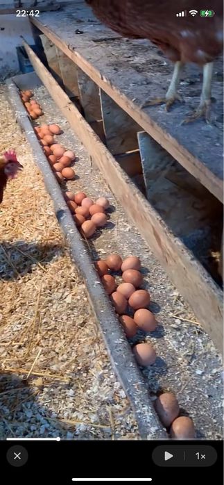 Oua de casa proaspete si naturale